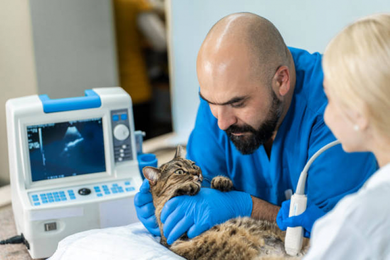 Onde Fazer Exame de Ultrassom Abdominal Gato Conjunto Habitacional Teotonio Vilela - Exame de Ultrassom em Gatos
