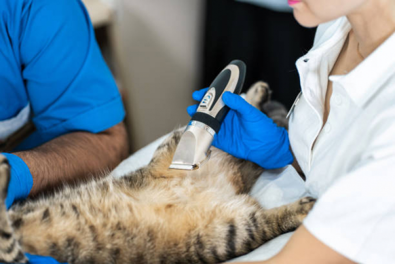 Onde Fazer Exame de Ultrassom Abdominal para Gatos Itaquera - Exame de Ultrassom em Gatos
