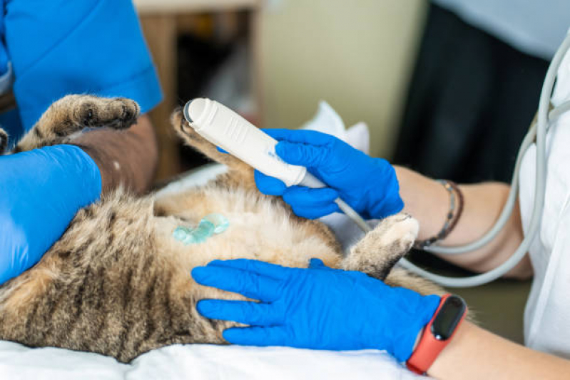 Onde Fazer Exame de Ultrassom em Gatos Mairiporã - Exame de Ultrassonografia para Cachorro