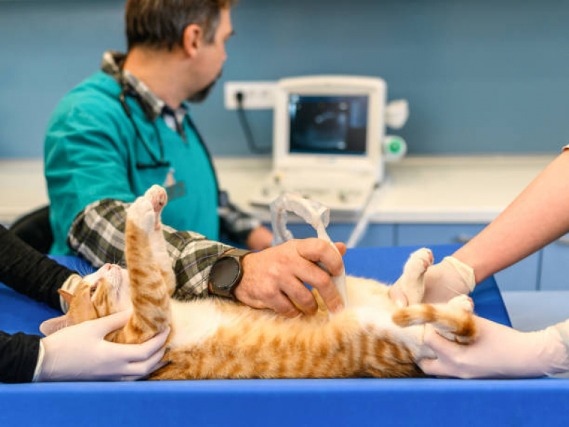 Onde Fazer Exame de Ultrassom para Gato Jardim Popular - Exame de Ultrassom em Gatos