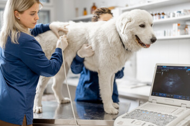 Onde Fazer Exame de Ultrassonografia Cachorro Vila Authalia - Exame de Ultrassom em Gatos