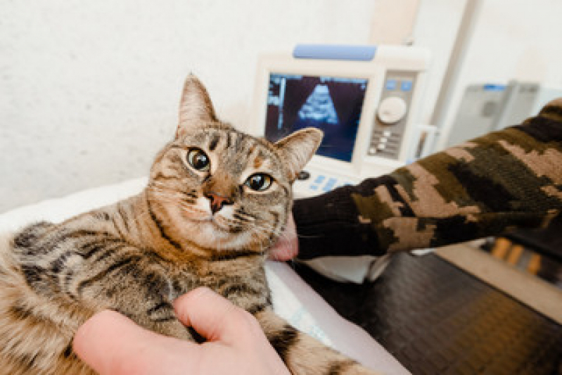 Onde Fazer Exame de Ultrassonografia em Cachorro Zona Leste - Exame de Ultrassom em Gatos São Paulo