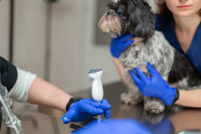 Onde Fazer Exame de Ultrassonografia para Cachorro Vila Beatriz - Exame de Ultrassom em Gatos