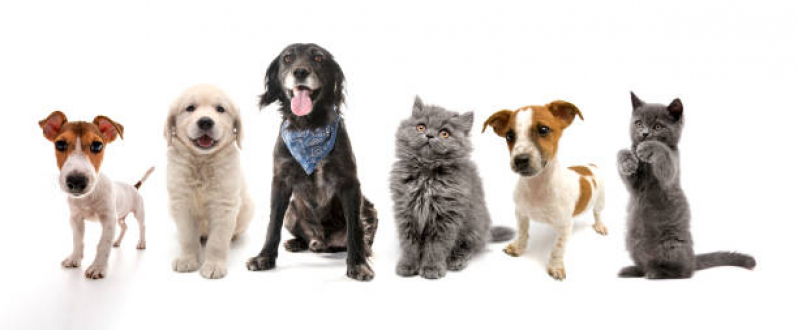 Pet Shop Cães e Gatos Vila Ré - Pet Shop Cães e Gatos