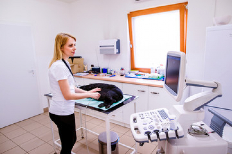 Preço de Exame de Eletrocardiograma para Cães e Gatos Vila Lais - Exame de Imagem Veterinário