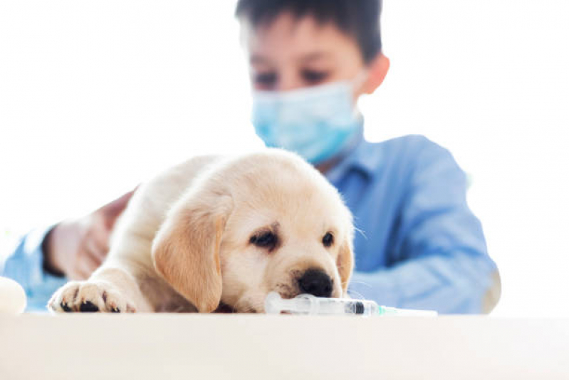 Preço de Vacina Antirrábica Canina Vila União - Vacina contra Raiva para Cachorro