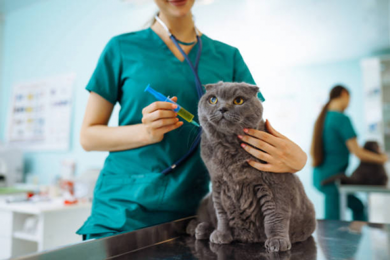 Preço de Vacina Antirrábica Gato Itaquera - Vacina para Gato