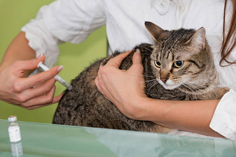 Preço de Vacina Antirrábica para Gato Vila Esperança - Vacina para Gato