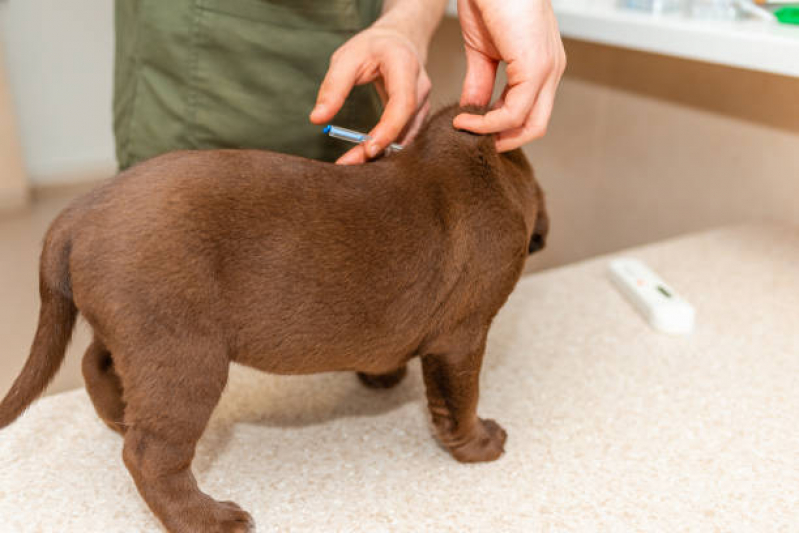 Preço de Vacina Cachorro Filhote Guaianases - Vacina da Raiva Cachorro