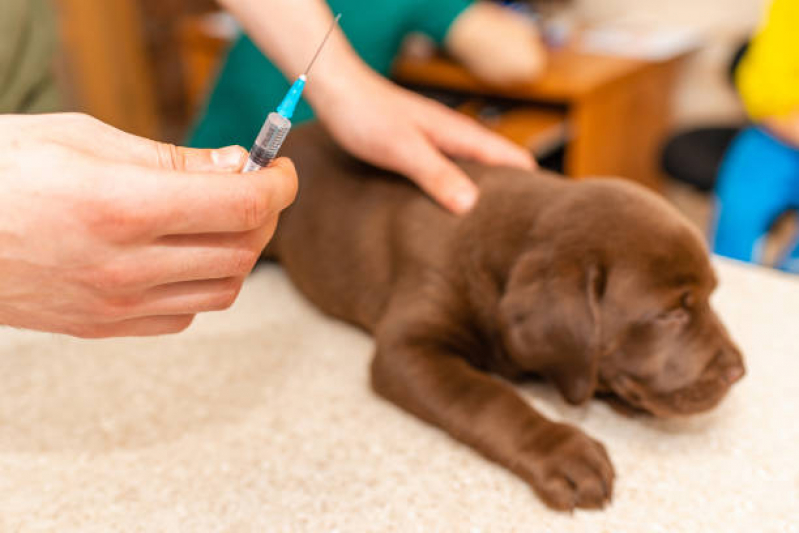 Preço de Vacina contra Raiva Cachorro Guaianases - Vacina da Raiva Cachorro