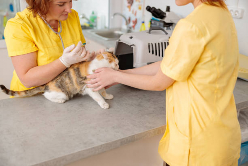Preço de Vacina contra Raiva Gato Conjunto Habitacional Teotonio Vilela - Vacina para Gato V4