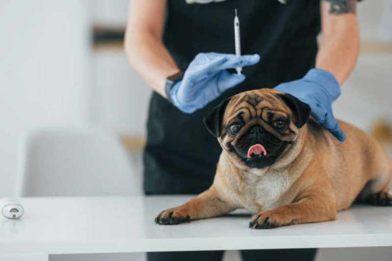 Preço de Vacina contra Raiva para Cachorro Parque São Rafael - Vacina contra Raiva para Cachorro