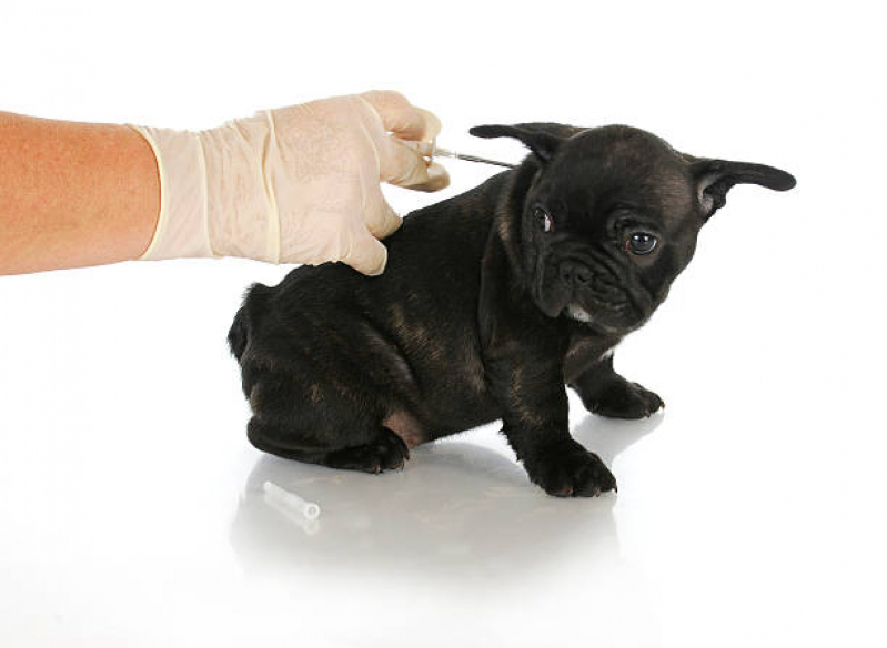 Preço de Vacina da Raiva Cachorro Conjunto Habitacional Teotonio Vilela - Vacina da Raiva Cachorro