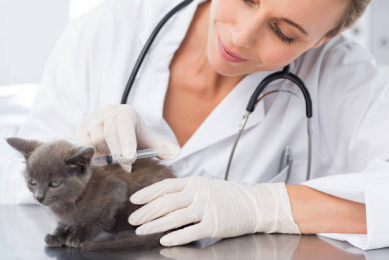Preço de Vacina de Gato V4 Vila Santana - Vacina para Gato