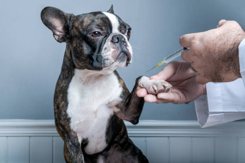 Preço de Vacina de Raiva para Cachorro Parque São Jorge - Vacina da Raiva Cachorro