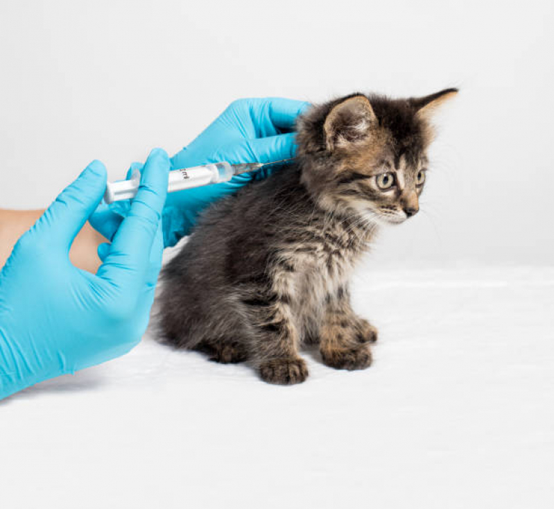 Preço de Vacina Gato Filhote Jardim Assunção - Vacina V4 para Gatos