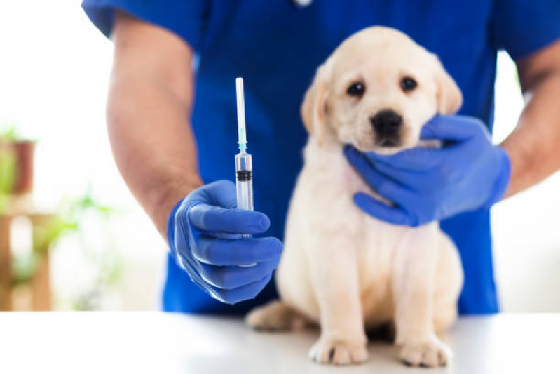 Preço de Vacina para Cachorro Filhote Vila Londrina - Vacina para Cachorro Zona Leste