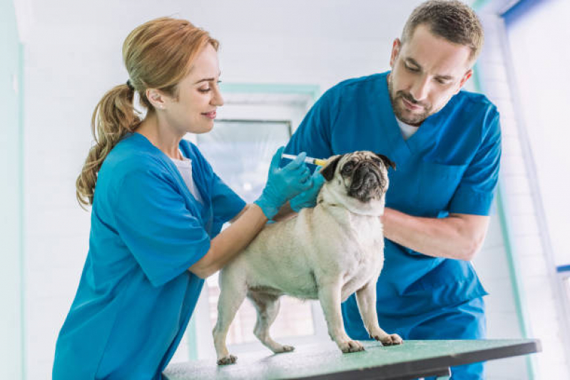 Preço de Vacina para Cachorro Parque Santa Madalena - Vacina da Raiva Cachorro