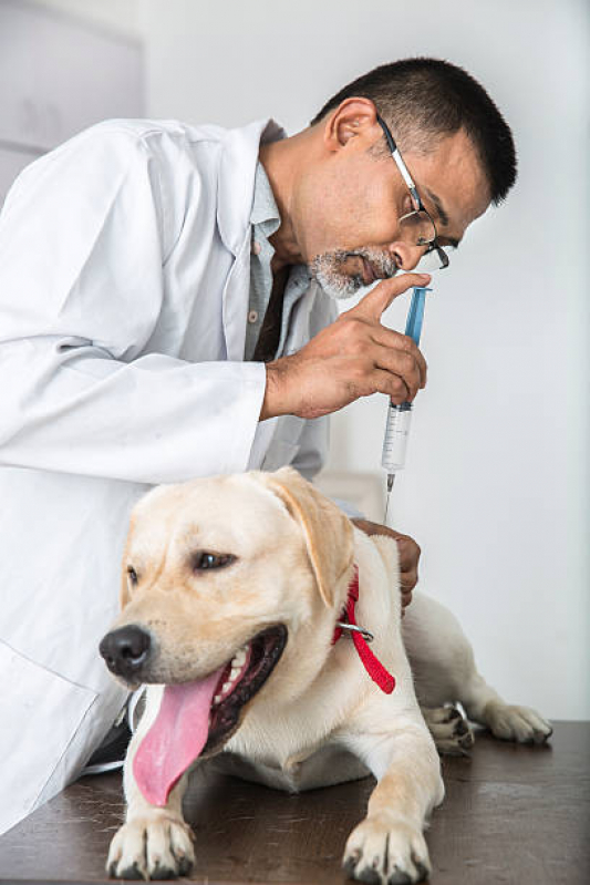 Preço de Vacina para Carrapato em Cachorro Jardim Avelino - Vacina para Carrapato em Cachorro