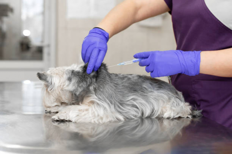 Preço de Vacina para Filhote de Cachorro Pirambóia - Vacina da Raiva Cachorro