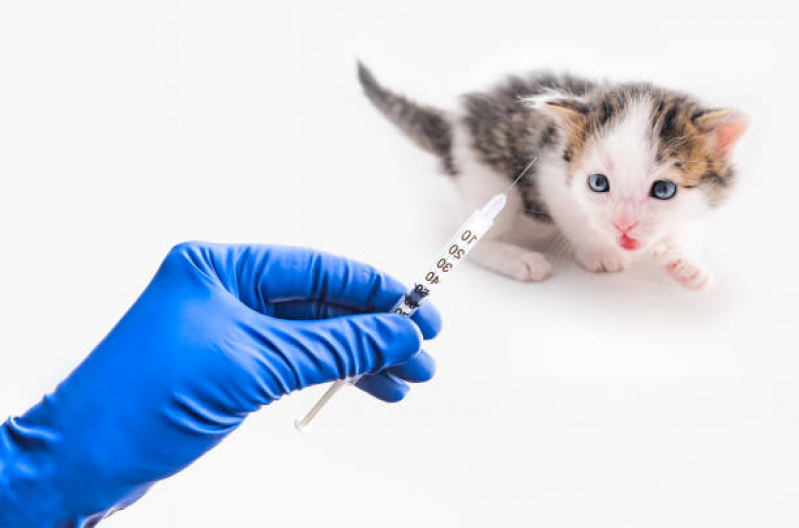 Preço de Vacina para Filhote de Gato Jardim Jaú - Vacina para Gato Filhote