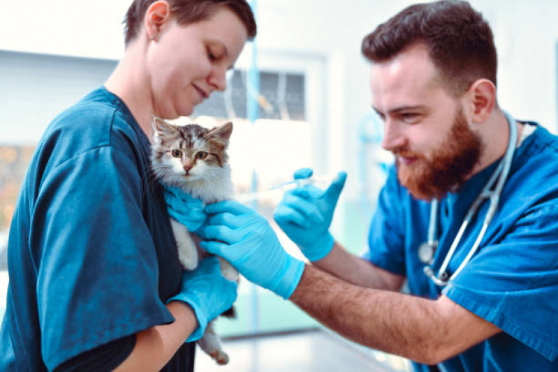 Preço de Vacina para Gato Filhote Vila Nhocune - Vacina para Gato