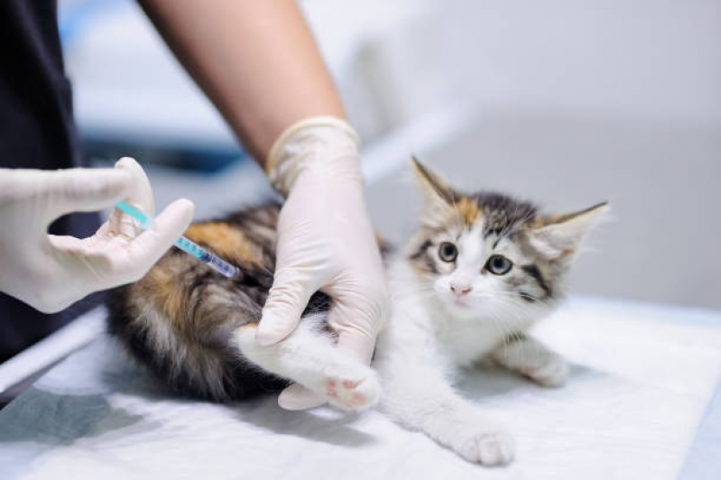 Preço de Vacina para Gato V4 Vila Caju - Vacina para Filhote de Gato