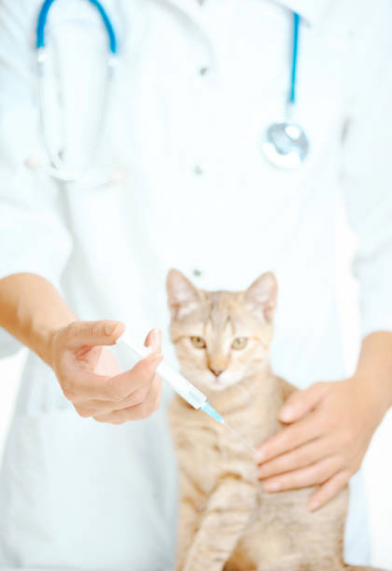 Preço de Vacina para Gato Mooca - Vacina para Gato