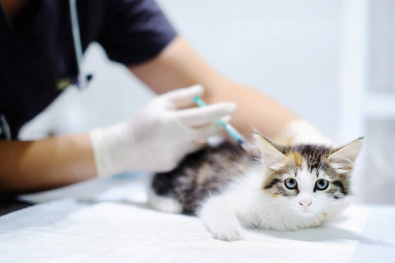 Preço de Vacina V4 para Gatos Vila Franci - Vacina contra Raiva Gato