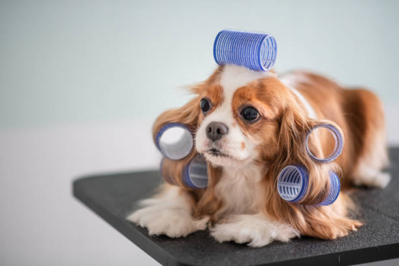 Telefone de Banho e Tosa Pet Shop Conjunto Habitacional Teotonio Vilela - Banho e Tosa para Cachorro