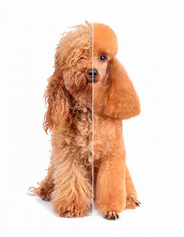 Telefone de Pet Shop Perto de Mim Vila Esperança - Pet Shop para Cachorros
