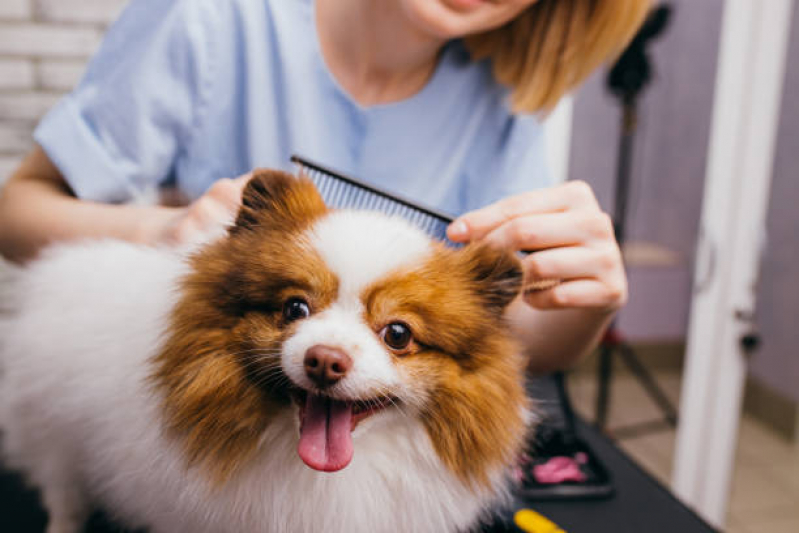 Telefone de Pet Shop Perto Piqueri - Pet Shop Cães e Gatos