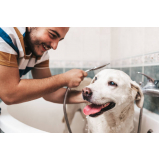 banho e tosa para cachorro Vila Sampaio