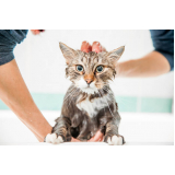 banho em gato pet shop telefone Vila Contanca