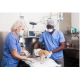 cirurgia cistotomia para gatos marcar Jardim Gonzaga