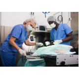 cirurgia de eletroquimioterapia animal marcar Vila Contanca