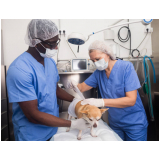 cirurgia de eletroquimioterapia animal Vila Salete