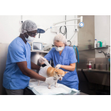 cirurgia de otohematoma em cães Jardim Tietê