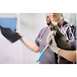 clínica veterinária 24 horas contato Vila União