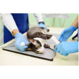 exame de raio x crânio gato Ferraz de Vasconcelos