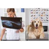exame de raio x de cachorro preço Parque São Lucas