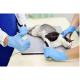 exame de raio x tórax gato Vila Carrão