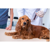 exame de sangue para cachorro Vila Ema