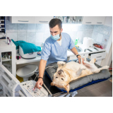 exame de ultrassom abdominal em cães Guaianazes