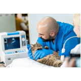 exame de ultrassom abdominal em gatos valores VILA VELIMA