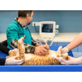 exame de ultrassom abdominal em gatos Jardim Popular