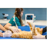 exame de ultrassom abdominal gato valores Vila Regina