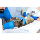 exame de ultrassom abdominal gato Vila Santa Teresa