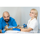 exame de ultrassom abdominal para gatos valores Vila Carmosina