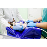 exame de ultrassom abdominal veterinário Vila Nova Savoia
